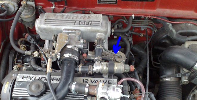 bov..JPG