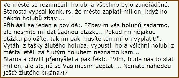 holubi.jpg