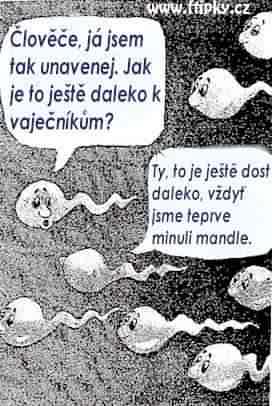 k_vajecnikum.jpg