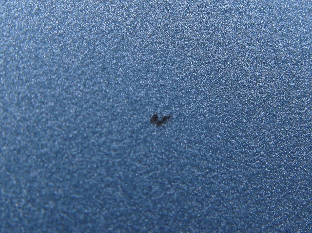 3_zalakovana muška.jpg