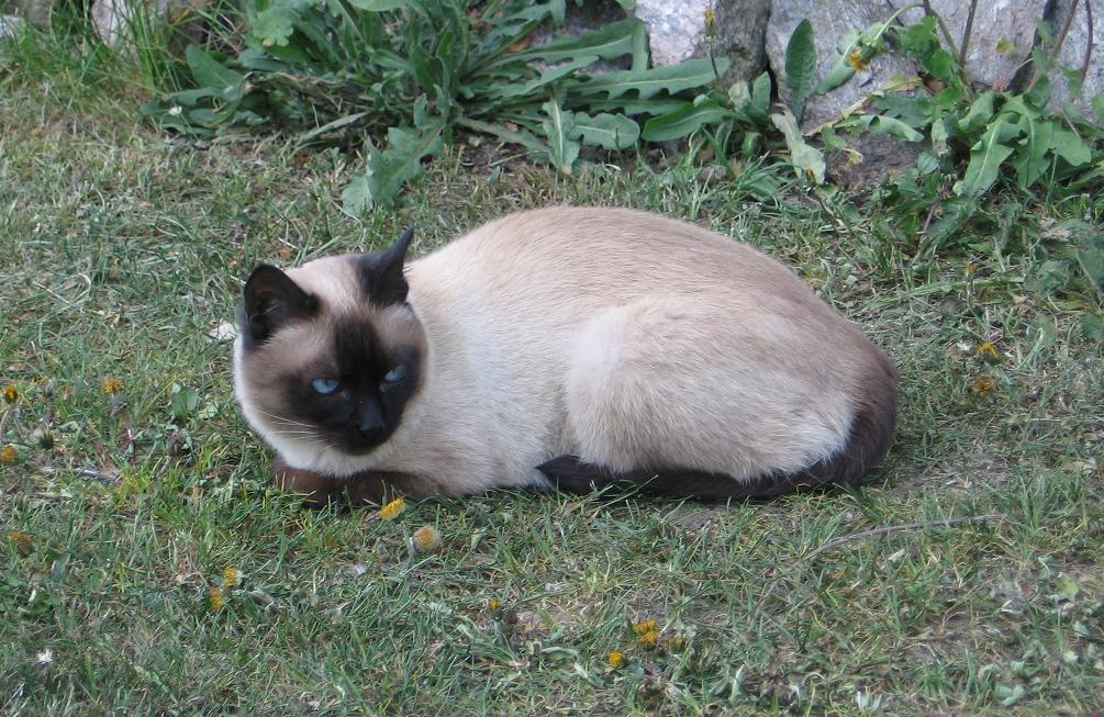 A kočička,zaboha jsem je nemoh dát dohromady