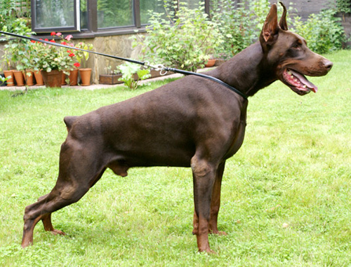 Dobrman-Dobermann-3.jpg
