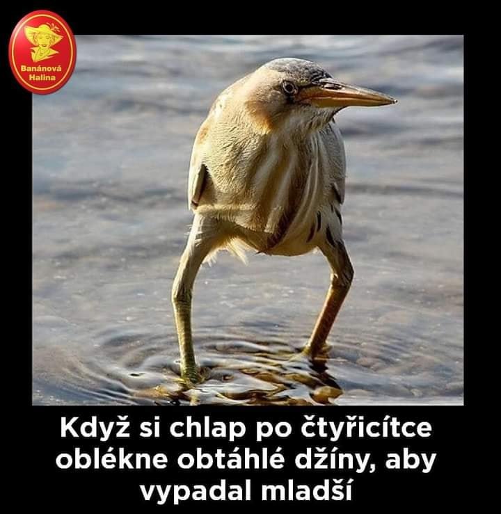 Pták.jpg