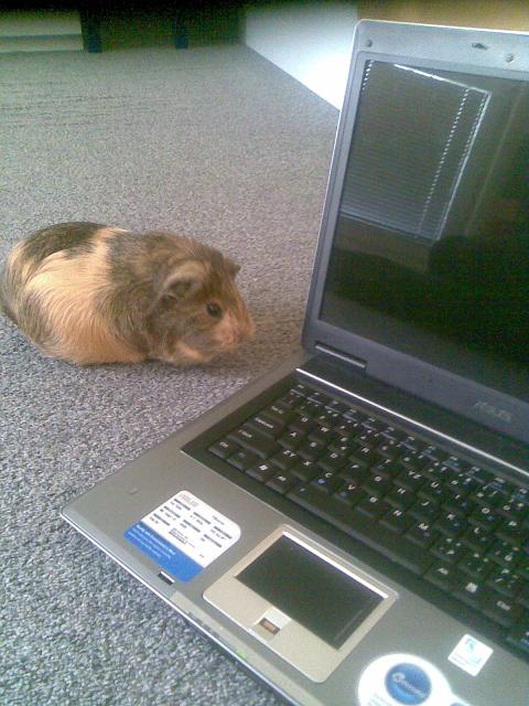 OPTICKA MYŠ.JPG